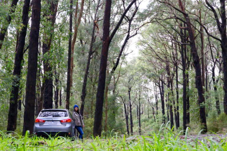 Marysville roadtrip guide 2025: From scenic drives to local feasts