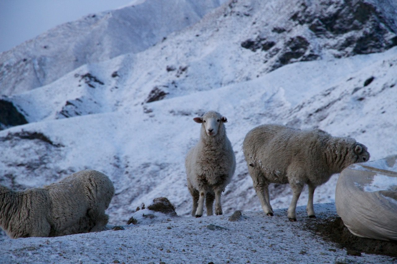 New Zealand Sheep Travel Tips Blog