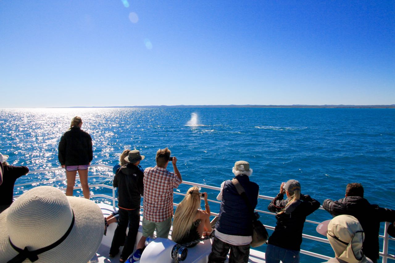 Whale Spotting Phoebe Lee 14 Reasons you should go whale watching in Hervey Bay Travel Blog 