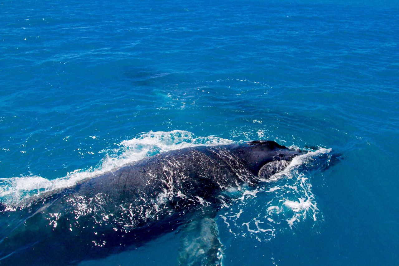 Whale song Cruises back of the boat whale spotting 14 Reasons you should go whale watching in Hervey Bay Travel Blog