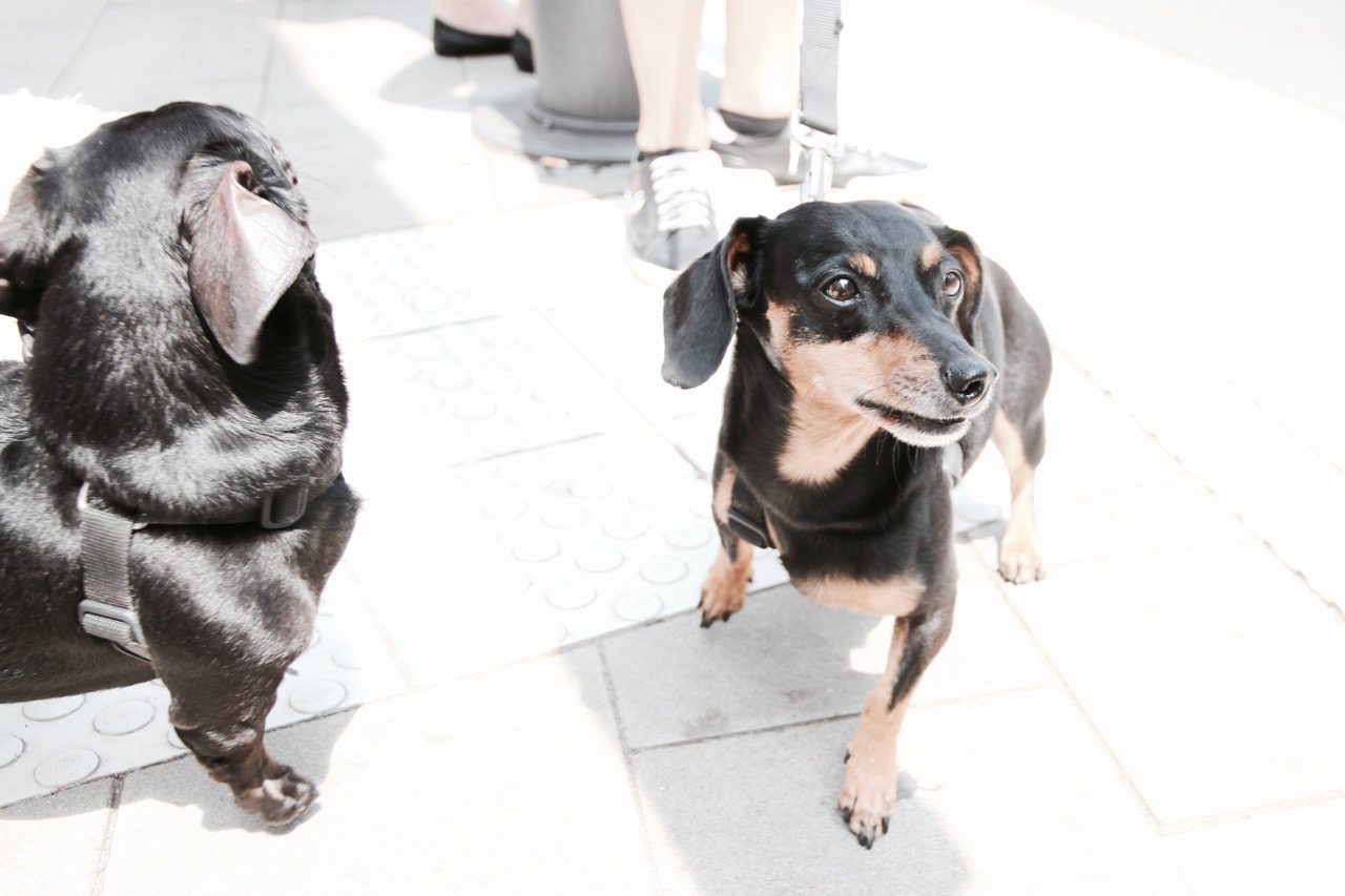 Dogs I met in Dusseldorf