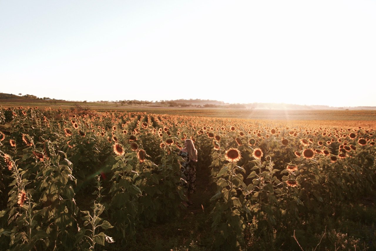 How to find the best sunflower spots in Warwick