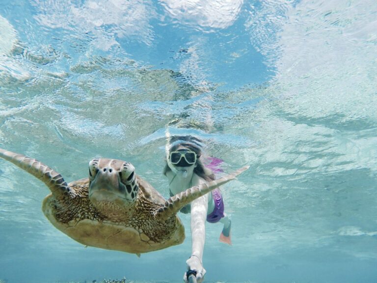 3 Excellent ways to have an unforgettable turtle encounter