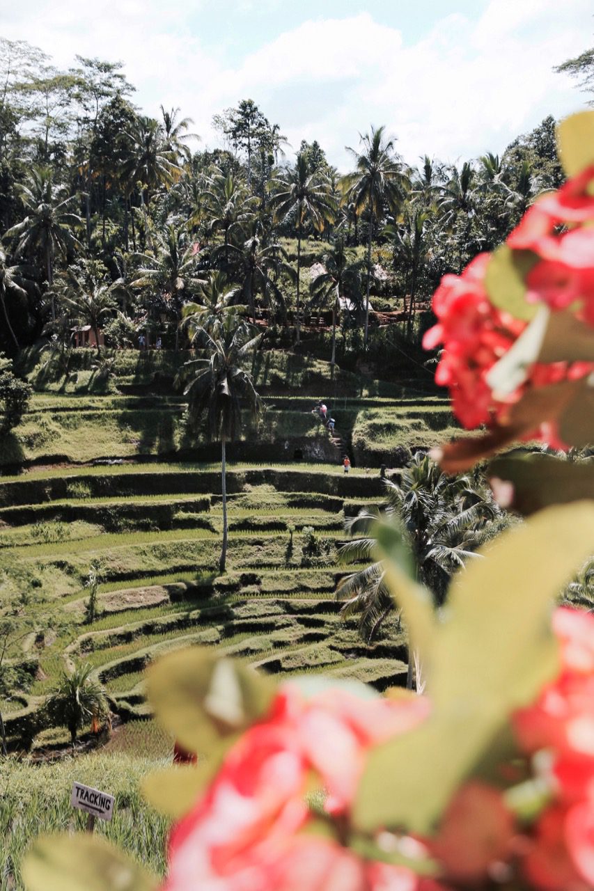 A simple guide to visiting Ubud's Tegalalang rice terrace