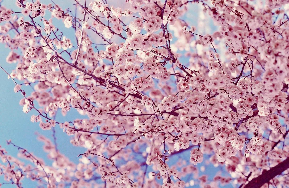 Sakura Cherry Blossom Okinawa