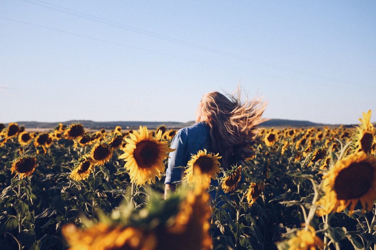 Allora Sunflowers © Little Grey Box