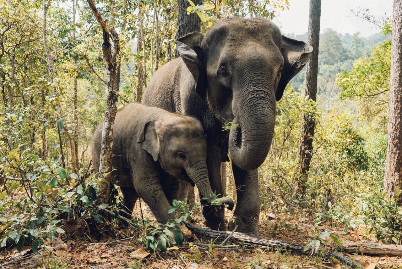 Elephants in Thailand 'Broken' for Lucrative Animal Tourism