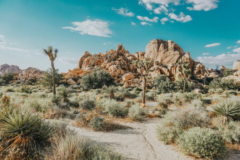 The BEST guide to California’s Joshua Tree + National Park
