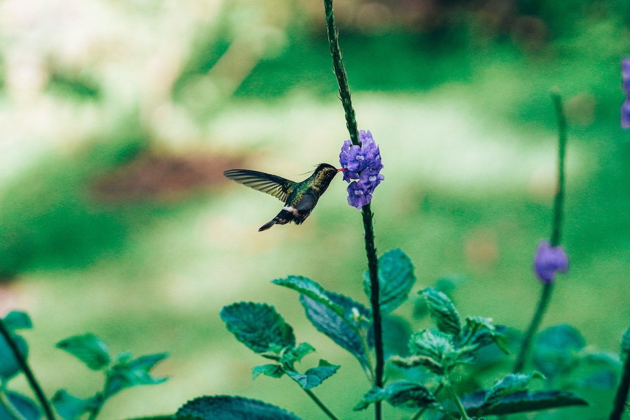 Hummingbird, La Fortuna © Little Grey Box
