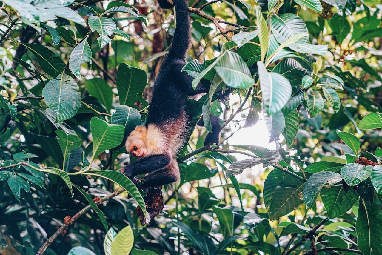 Capuchin monkey in Manuel Antonio © Little Grey Box
