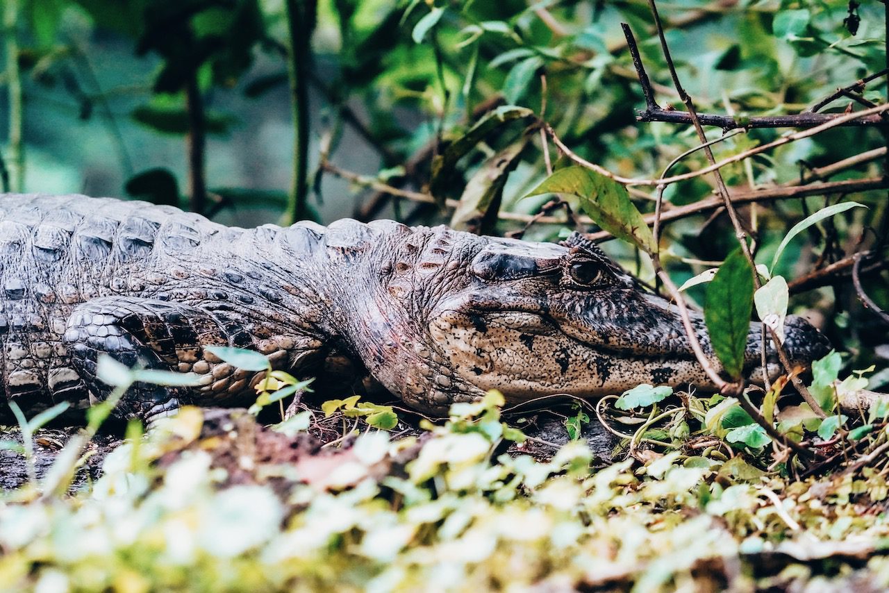 A caiman spotted in Tortuguero © Little Grey Box